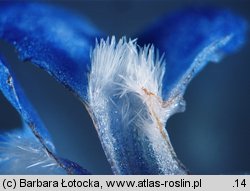 Anchusa arvensis (farbownik polny)