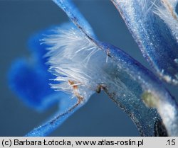 Anchusa arvensis (farbownik polny)