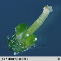 Anchusa arvensis (farbownik polny)