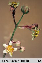 Cotinus coggygria (perukowiec podolski)