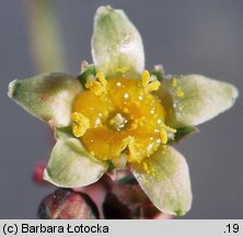 Cotinus coggygria (perukowiec podolski)