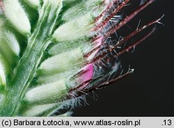 Trifolium alpestre (koniczyna dwukłosowa)