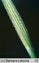 Trifolium alpestre (koniczyna dwukłosowa)