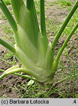 Foeniculum vulgare (fenkuł włoski)