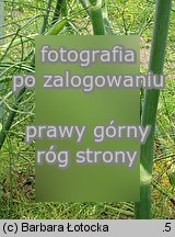 Foeniculum vulgare (fenkuł włoski)