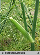 Foeniculum vulgare (fenkuł włoski)