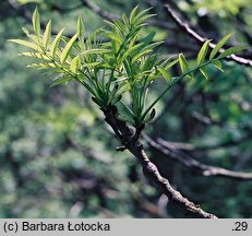 Fraxinus excelsior (jesion wyniosły)