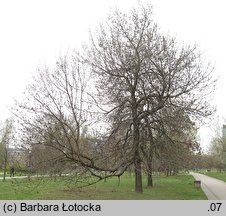 Fraxinus excelsior (jesion wyniosły)