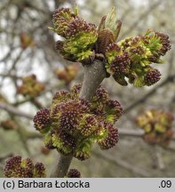 Fraxinus excelsior (jesion wyniosły)