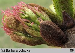 Fraxinus excelsior (jesion wyniosły)