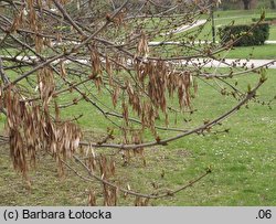 Fraxinus excelsior (jesion wyniosły)