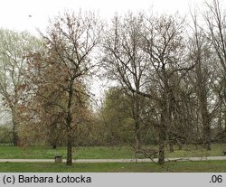 Fraxinus excelsior (jesion wyniosły)