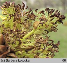 Fraxinus excelsior (jesion wyniosły)