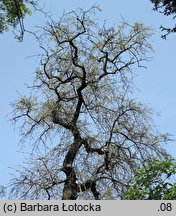 Fraxinus excelsior (jesion wyniosły)