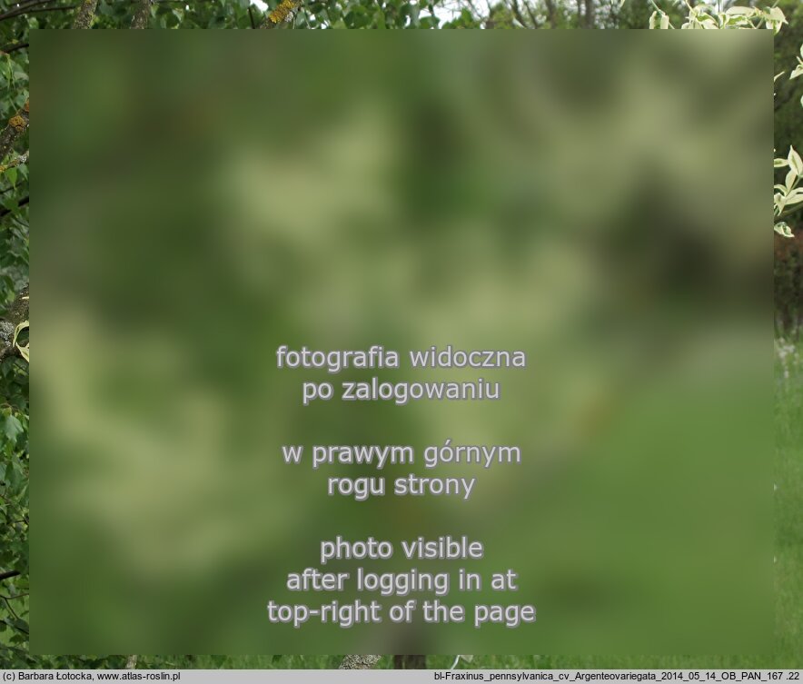Fraxinus pennsylvanica ‘Argenteomarginata’