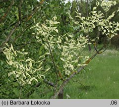 Fraxinus pennsylvanica Argenteomarginata