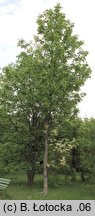 Fraxinus pennsylvanica Argenteomarginata