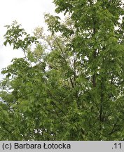 Fraxinus pennsylvanica Argenteomarginata