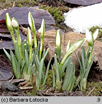 Galanthus nivalis (śnieżyczka przebiśnieg)