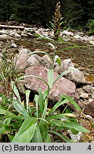 Gnaphalium norvegicum (szarota norweska)