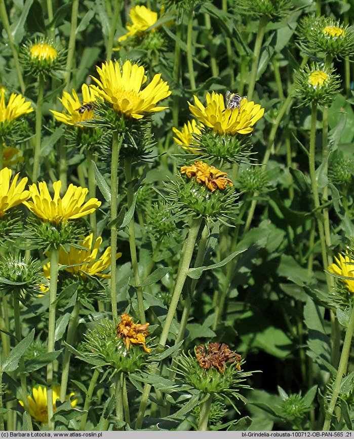 Grindelia robusta (doględka mocna)