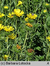 Grindelia robusta (doględka mocna)