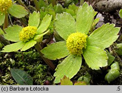 Hacquetia epipactis (cieszynianka wiosenna)