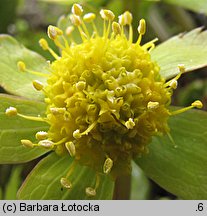 Hacquetia epipactis (cieszynianka wiosenna)