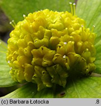 Hacquetia epipactis (cieszynianka wiosenna)