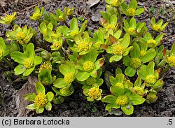 Hacquetia epipactis (cieszynianka wiosenna)