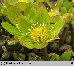 Hacquetia epipactis (cieszynianka wiosenna)