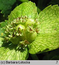 Hacquetia epipactis (cieszynianka wiosenna)