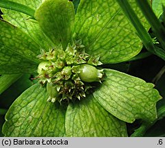 Hacquetia epipactis (cieszynianka wiosenna)