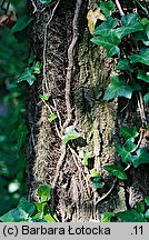 Hedera helix (bluszcz pospolity)