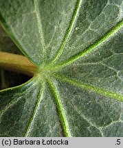 Hedera helix (bluszcz pospolity)