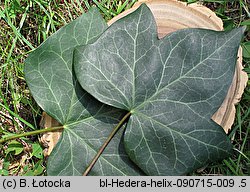 Hedera helix (bluszcz pospolity)