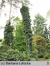 Hedera helix (bluszcz pospolity)