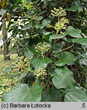 Hedera helix (bluszcz pospolity)