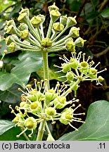 Hedera helix (bluszcz pospolity)