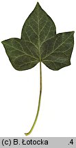 Hedera helix (bluszcz pospolity)