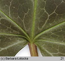 Hedera helix (bluszcz pospolity)