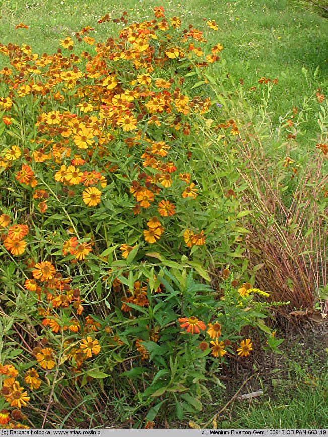 Helenium (dzielżan)