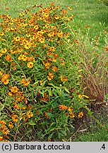 Helenium (dzielżan)