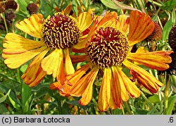 Helenium (dzielżan)