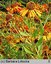 Helenium (dzielżan)