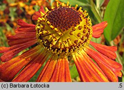 Helenium (dzielżan)