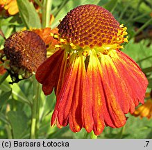 Helenium (dzielżan)