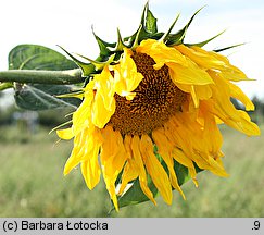 Helianthus annuus (słonecznik zwyczajny)