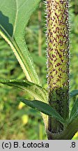 Helianthus tuberosus (słonecznik bulwiasty)