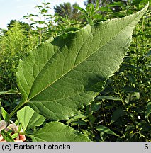 Helianthus tuberosus (słonecznik bulwiasty)